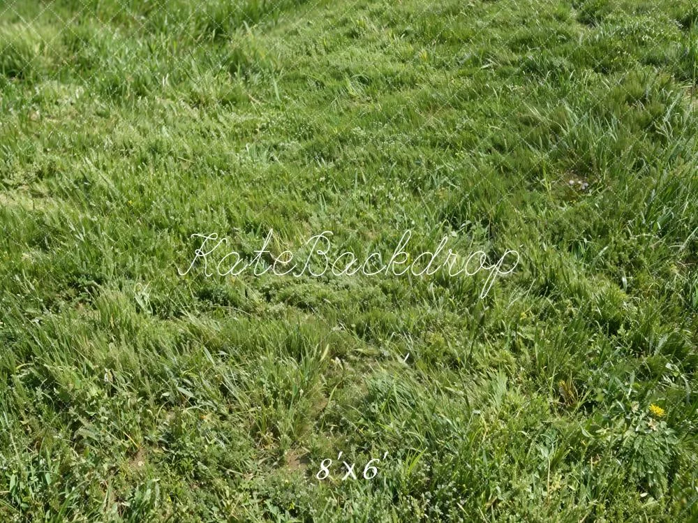 katebackdrop2747709